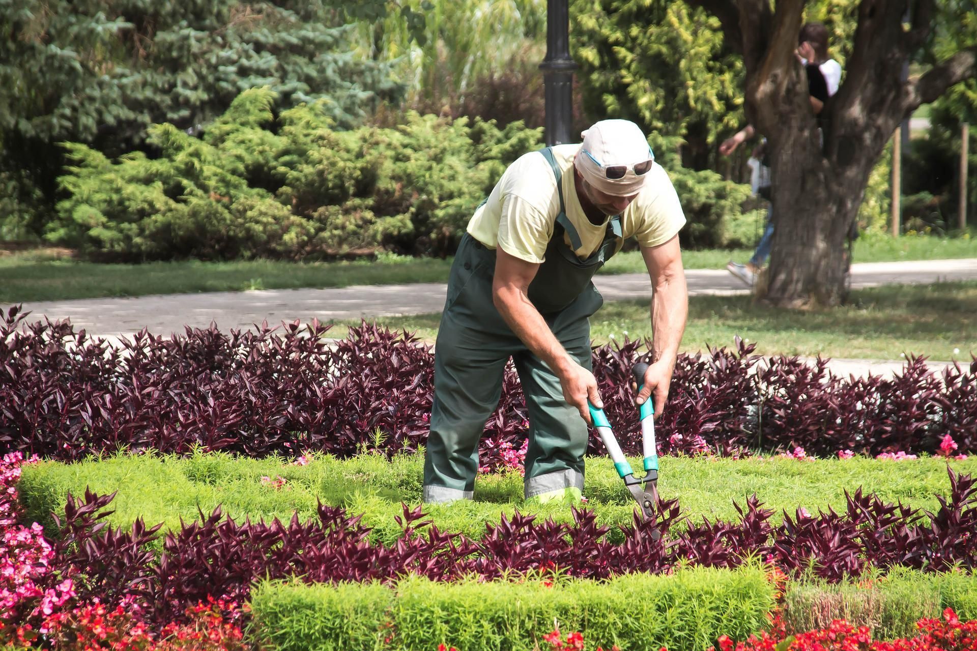 Un trabajador jardinería acogido al programa Andalucía Activa.  