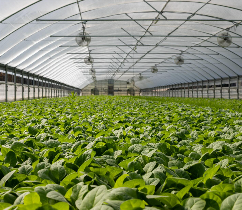 Una de las plantaciones de Acuaponía.