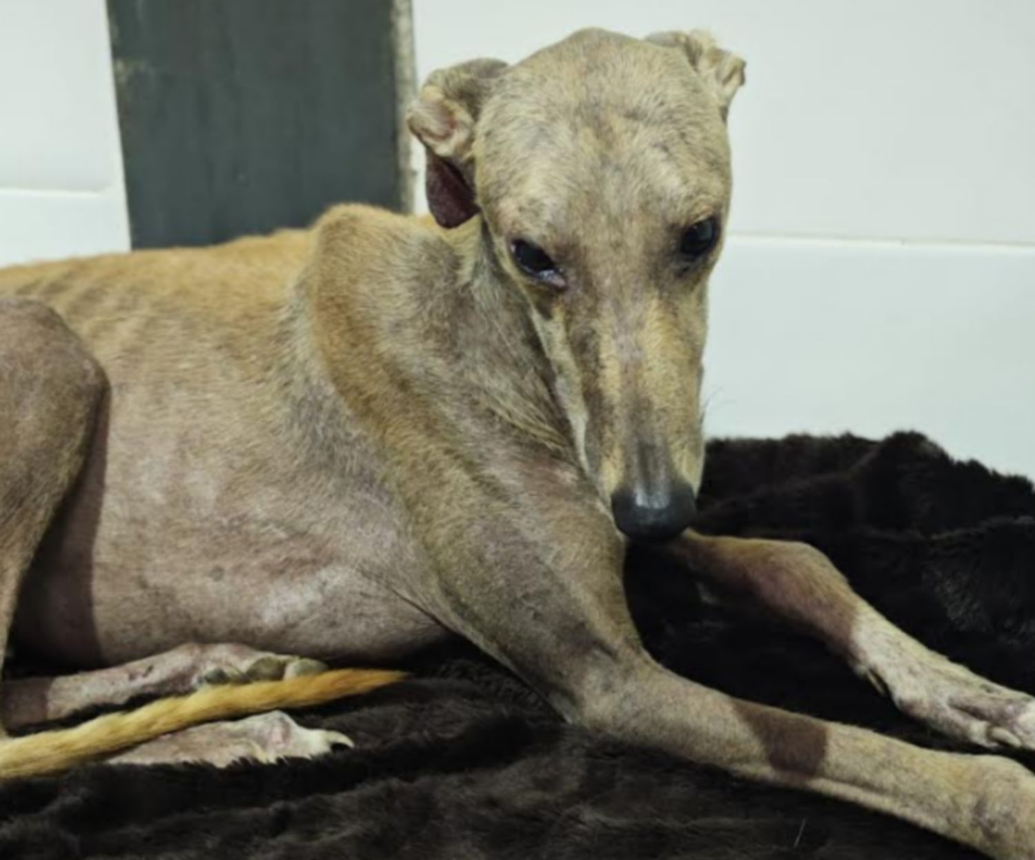 'Mozart', un galgo abandonado en un pueblo de Sevilla.