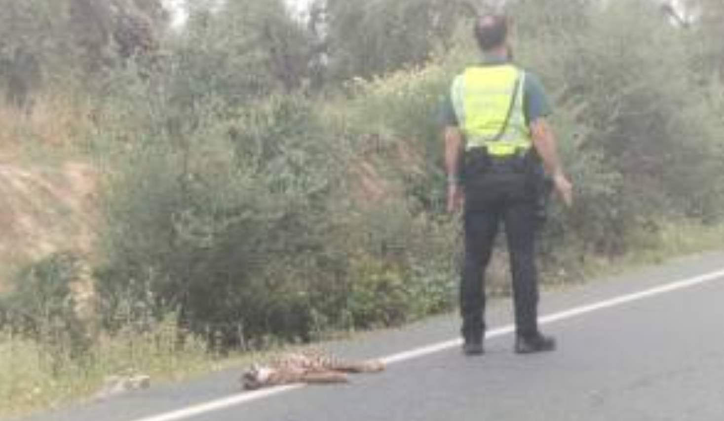 Un agente del Seprona, junto al cuerpo de uno de los linces ibéricos que han muerto atropellados.