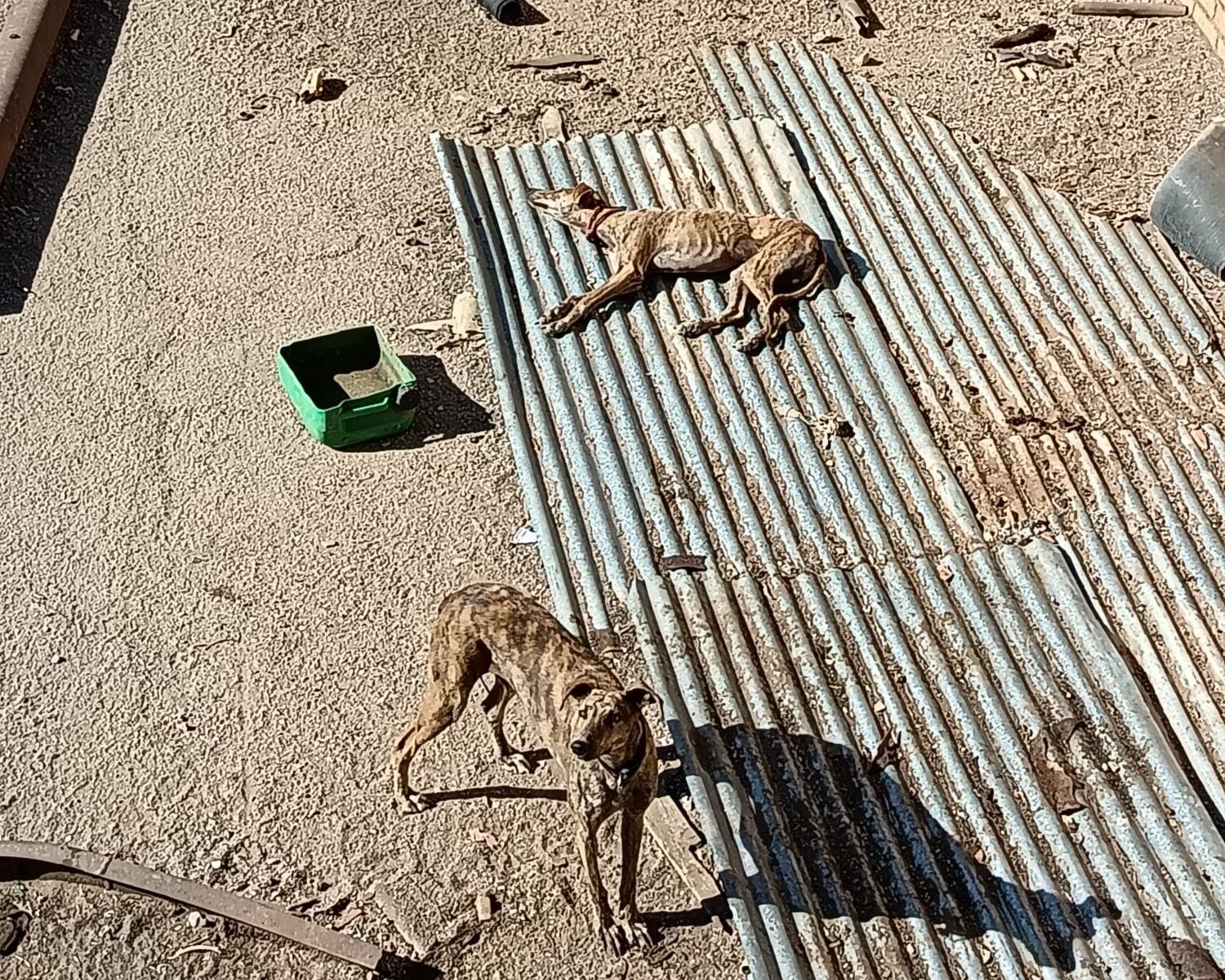 Los galgos que están en una nave de este pueblo de Sevilla.