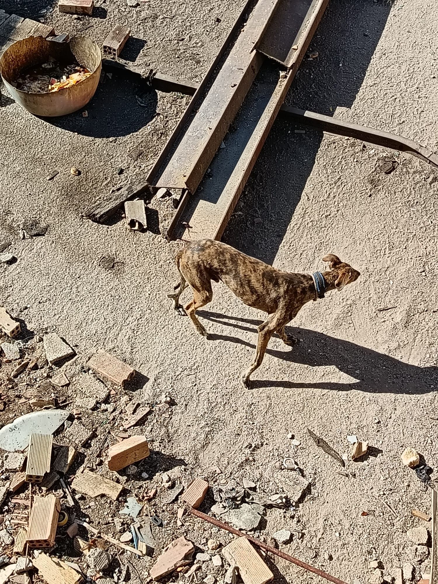 Lamentable situación y presunto caso de maltrato animal.