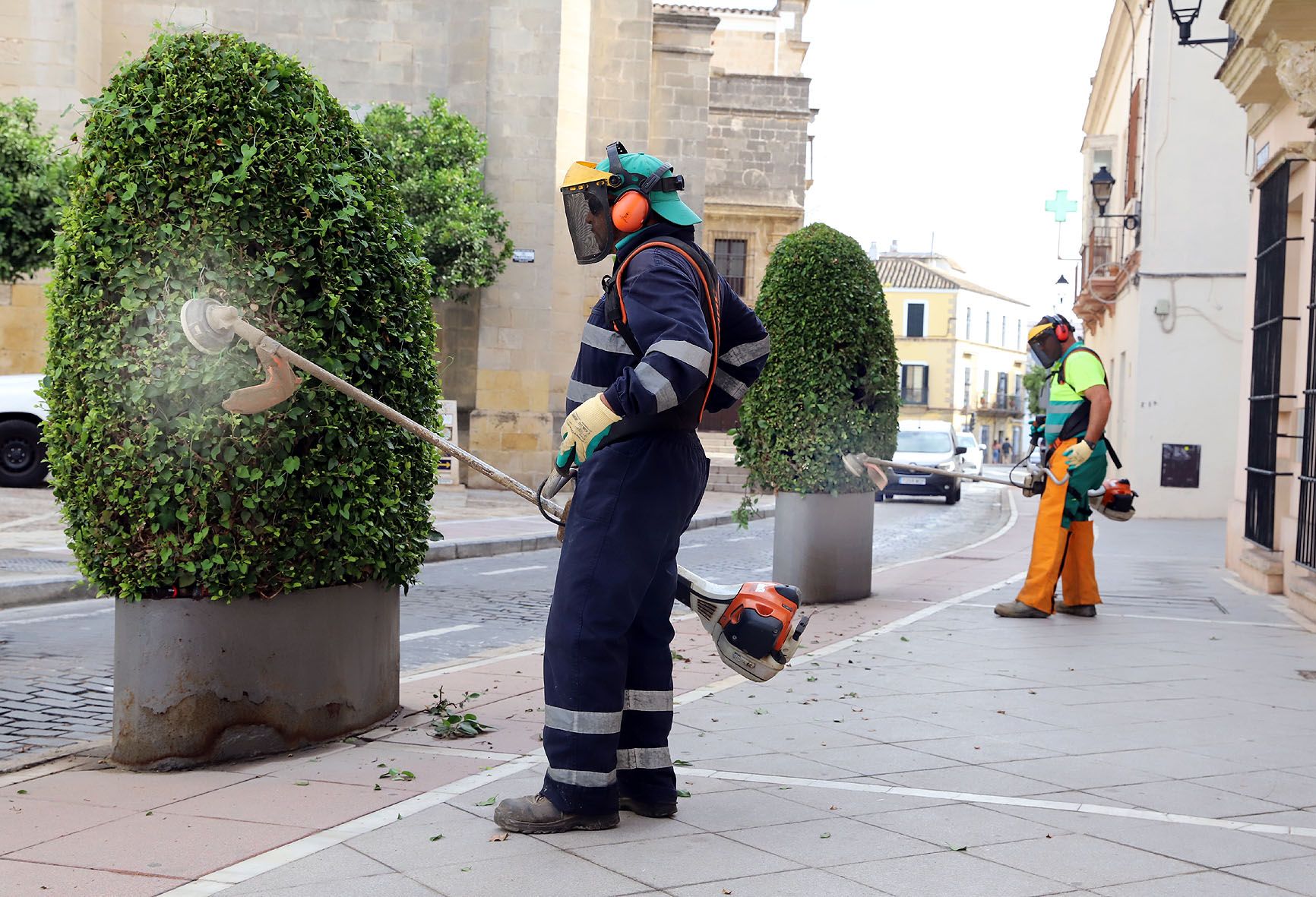 Desbrozado de setos en calle Merced, lista para la Magna.