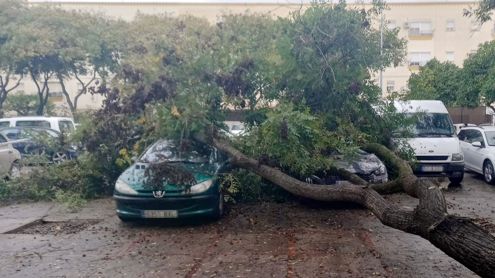 El árbol cayó sobre varios coches en La Constancia.