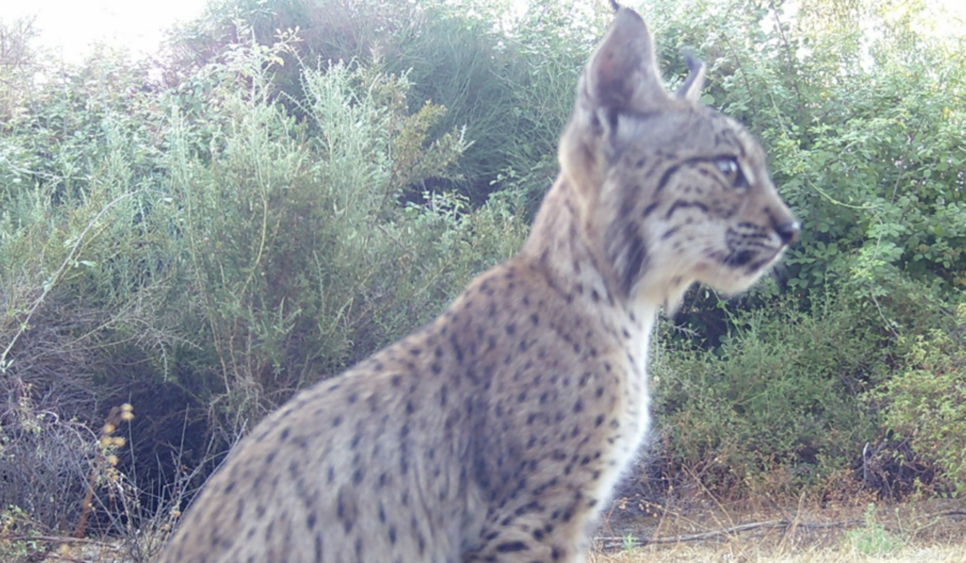 Veenita, lince huérfano que está listo para su reintroducción en Andalucía.