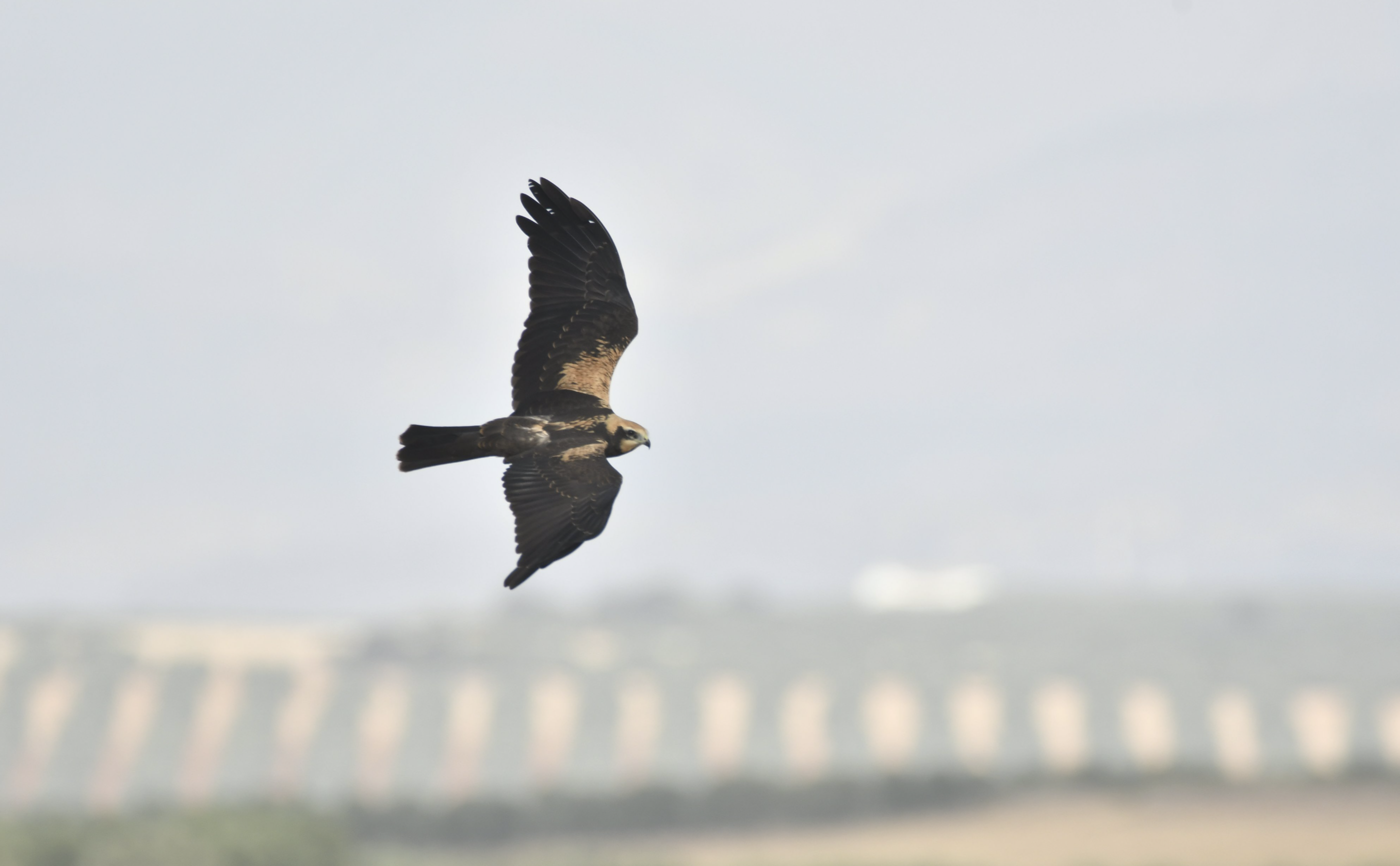 Los 756 pollos de aguiluchos cenizos nacidos en Andalucía regresan a África. 