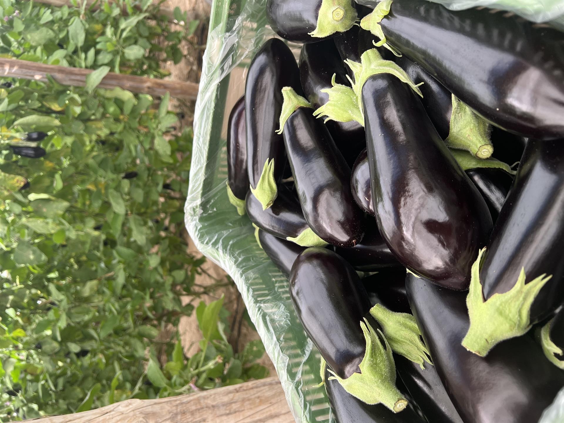 Variedad de berenjena negra que se retira del mercado en una fotografía de Hortyfruta.