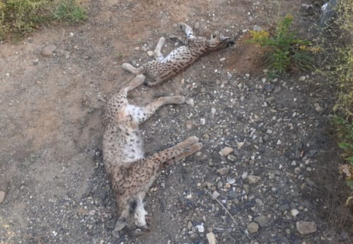 Linces atropellados en Andalucía. 