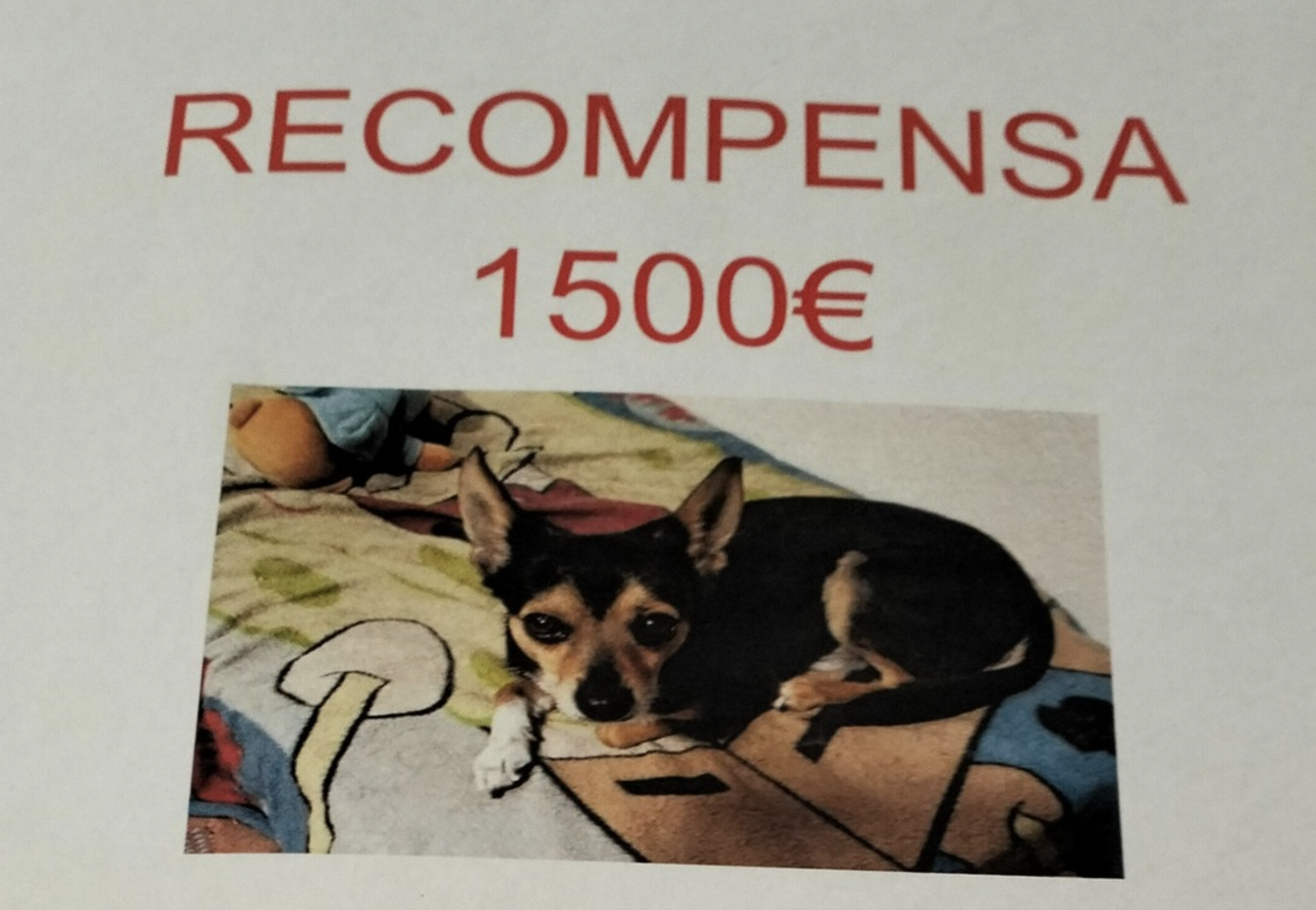 Una familia ofrece una recompensa de 1.500 euros a quien encuentre a su perro en Jerez.