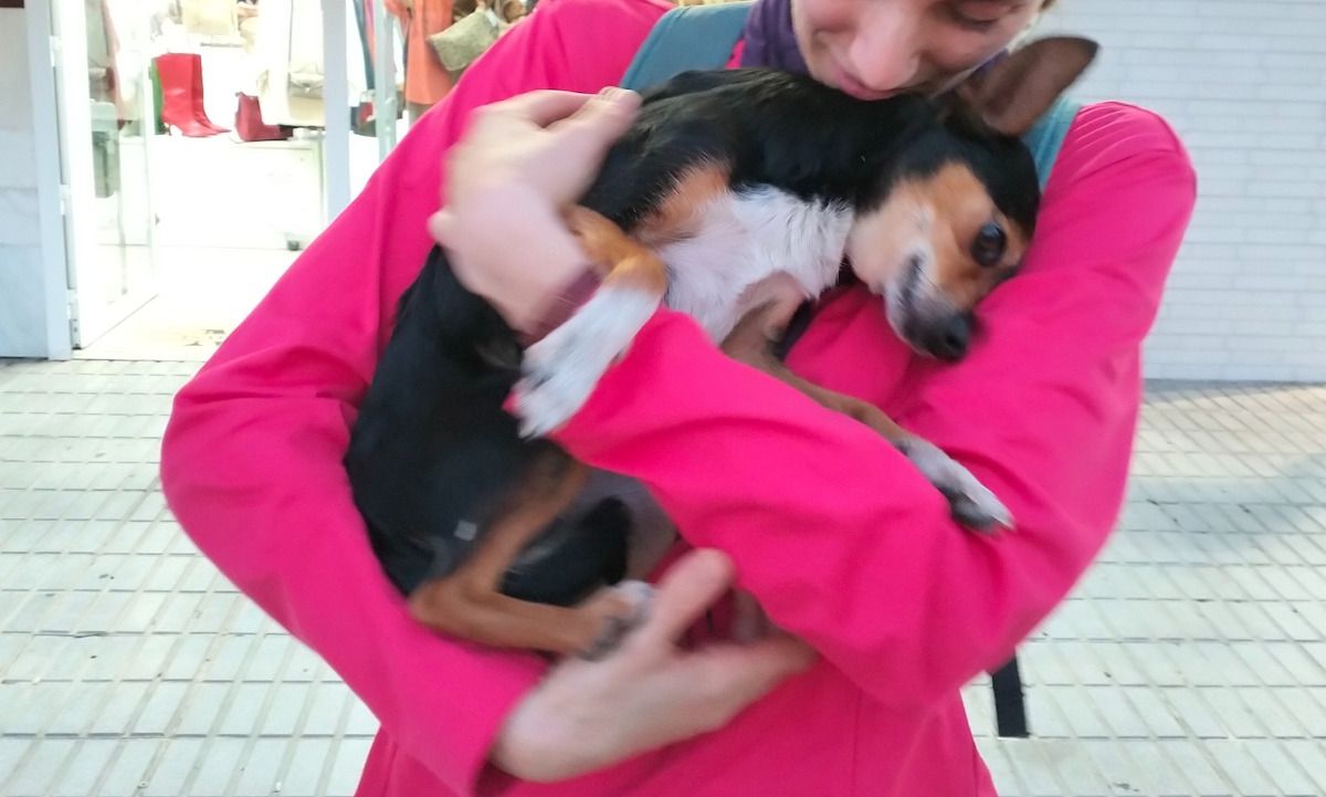 El chihuahua Tobi ya está de vuelta con su familia en Jerez. 