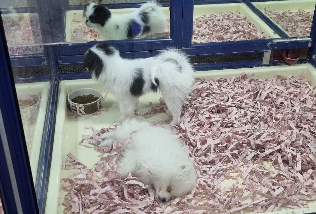 Exhibición de cachorros en el escaparate de una tienda de animales.