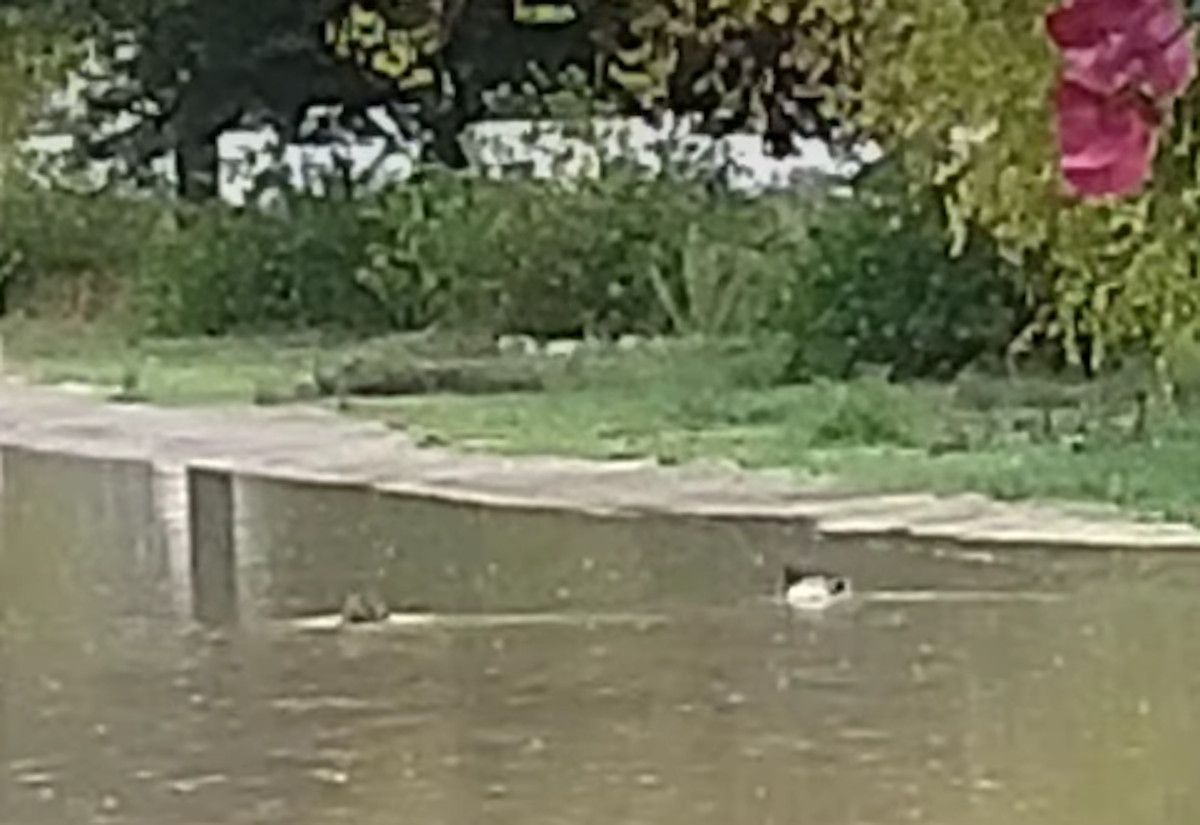 Los vecinos observan patos nadando en la avenida del Corregidor, en Arcos.