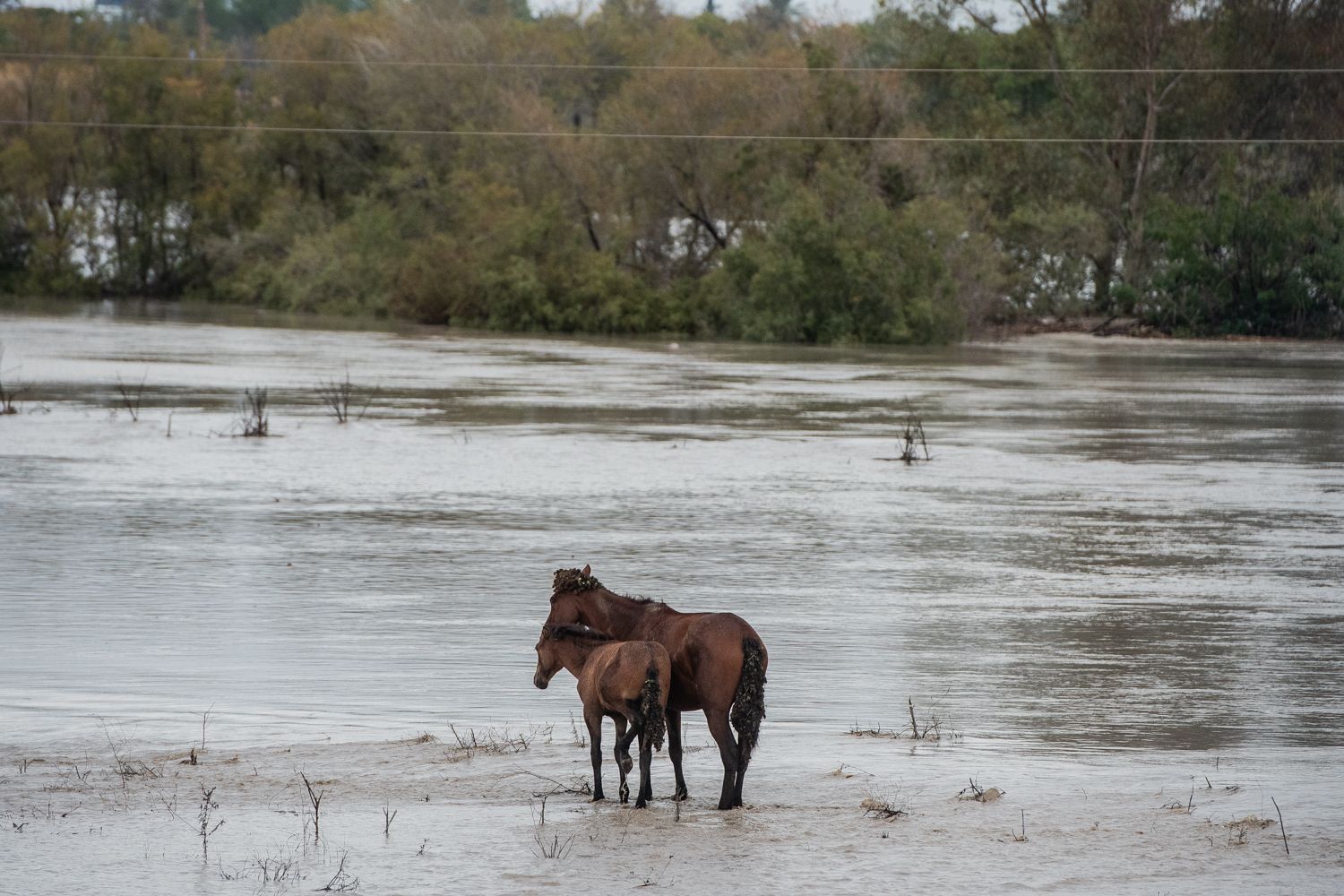 El operativo en el río Guadaíra en Sevilla para intentar sacar a dos caballos atrapados.