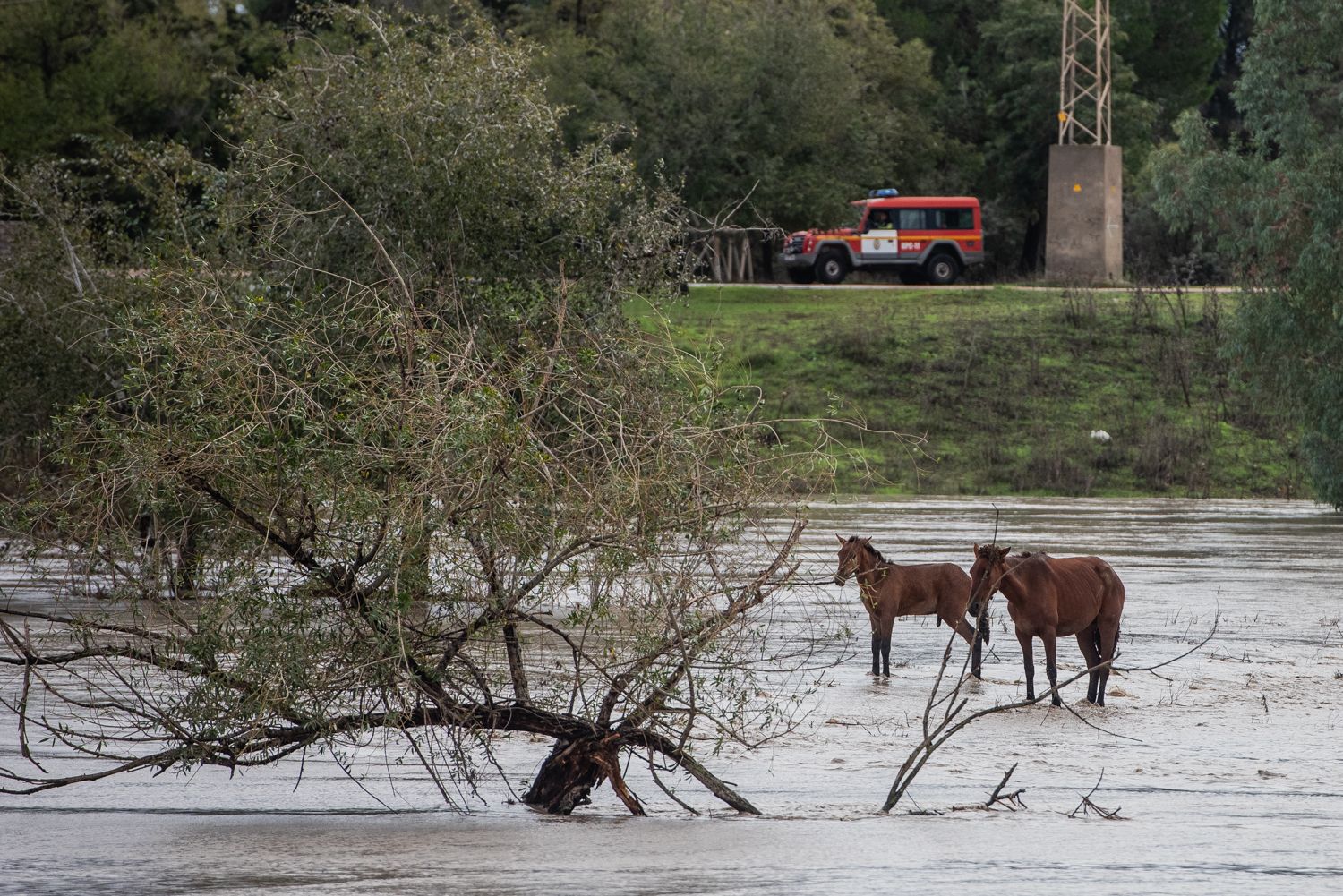 El operativo en el río Guadaíra en Sevilla para intentar sacar a dos caballos atrapados.