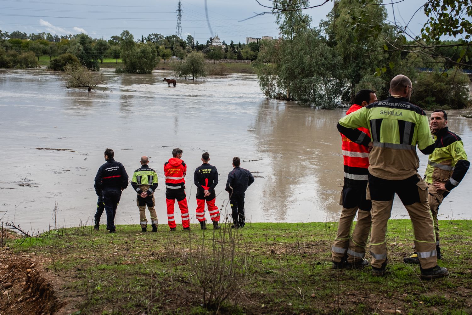 BOMBEROS SEVILLA RESCATE ACUÁTICO CABALLO RIO GUADAIRA 26