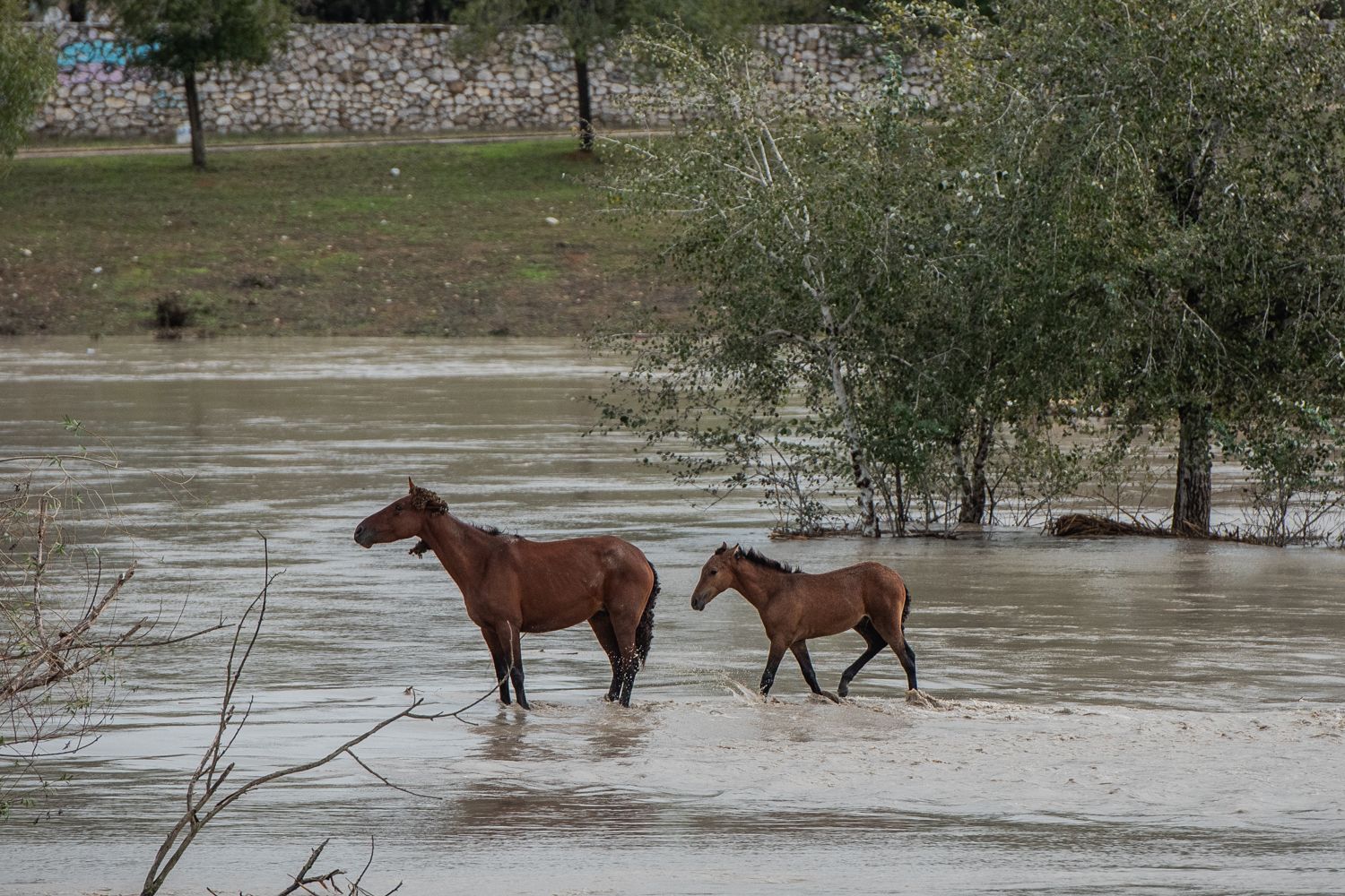 El operativo en el río Guadaíra en Sevilla para intentar sacar a dos caballos atrapados.