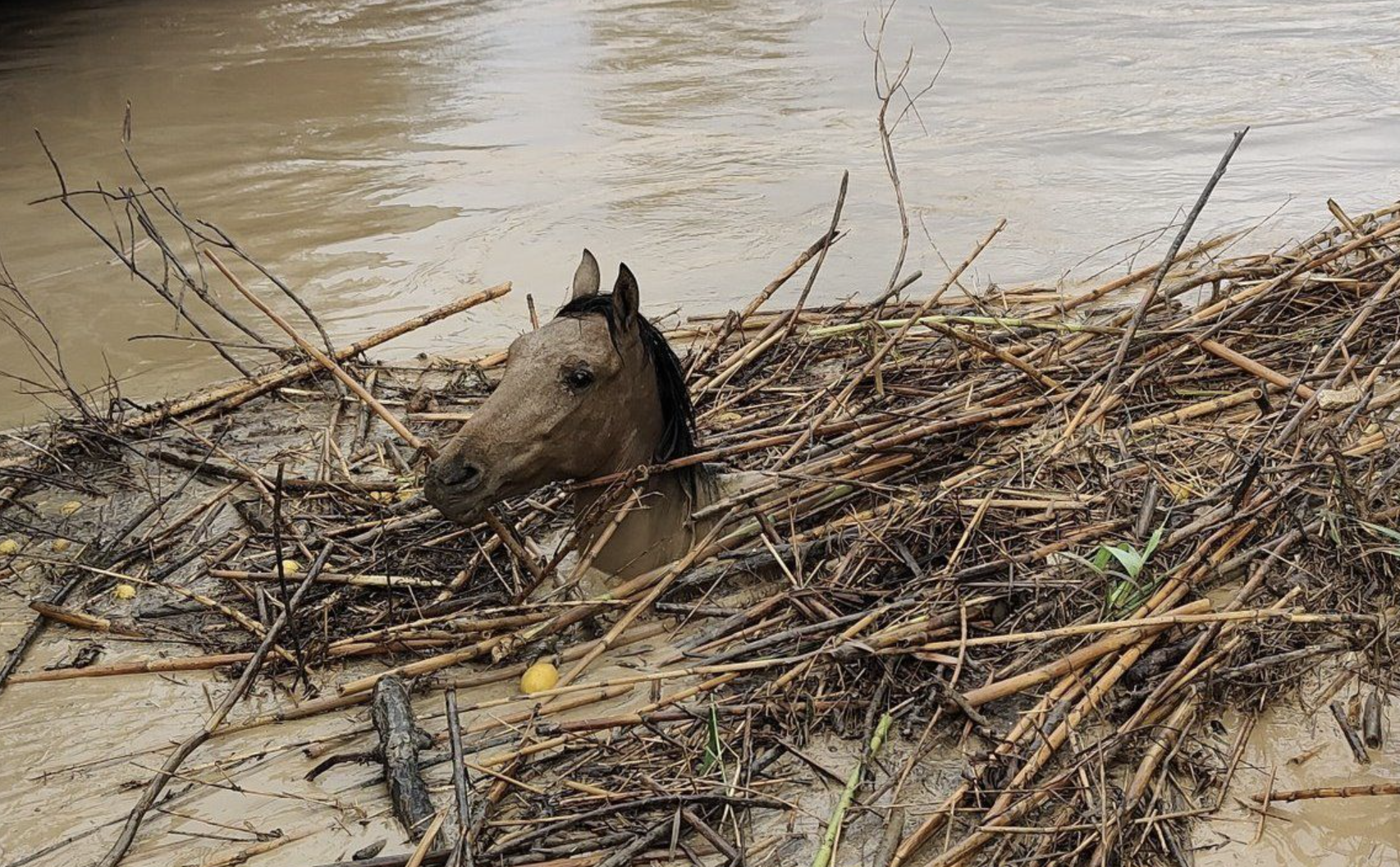 Un caballo, antes de ser rescatado en Cártama, Málaga, en las primeras inundaciones en la provincia.