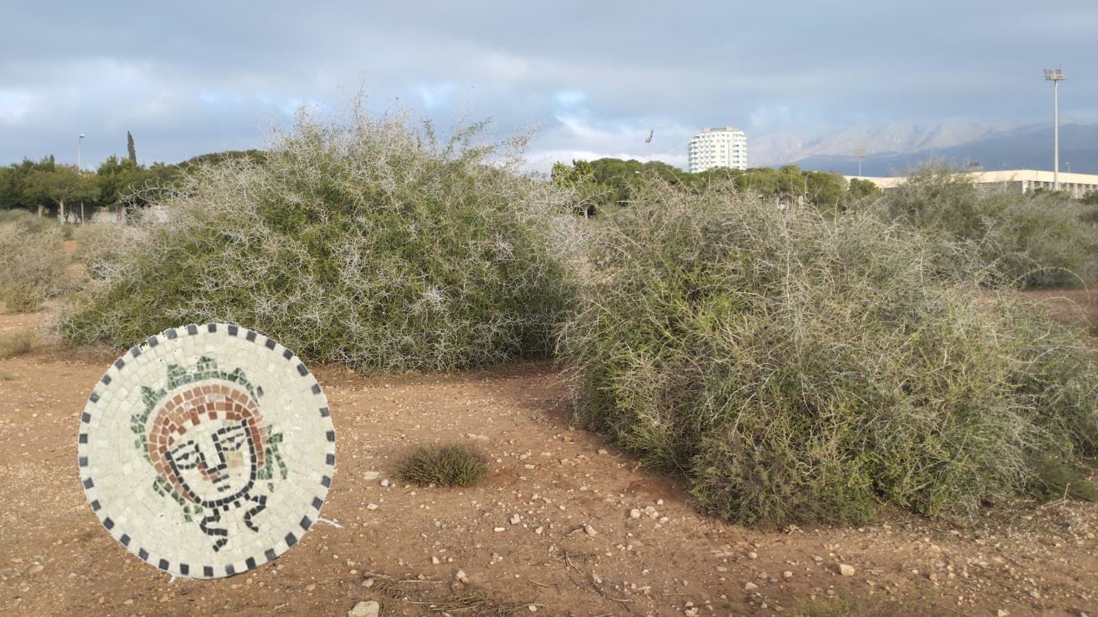 Medusa en el bosque de los iguales, en Almería.