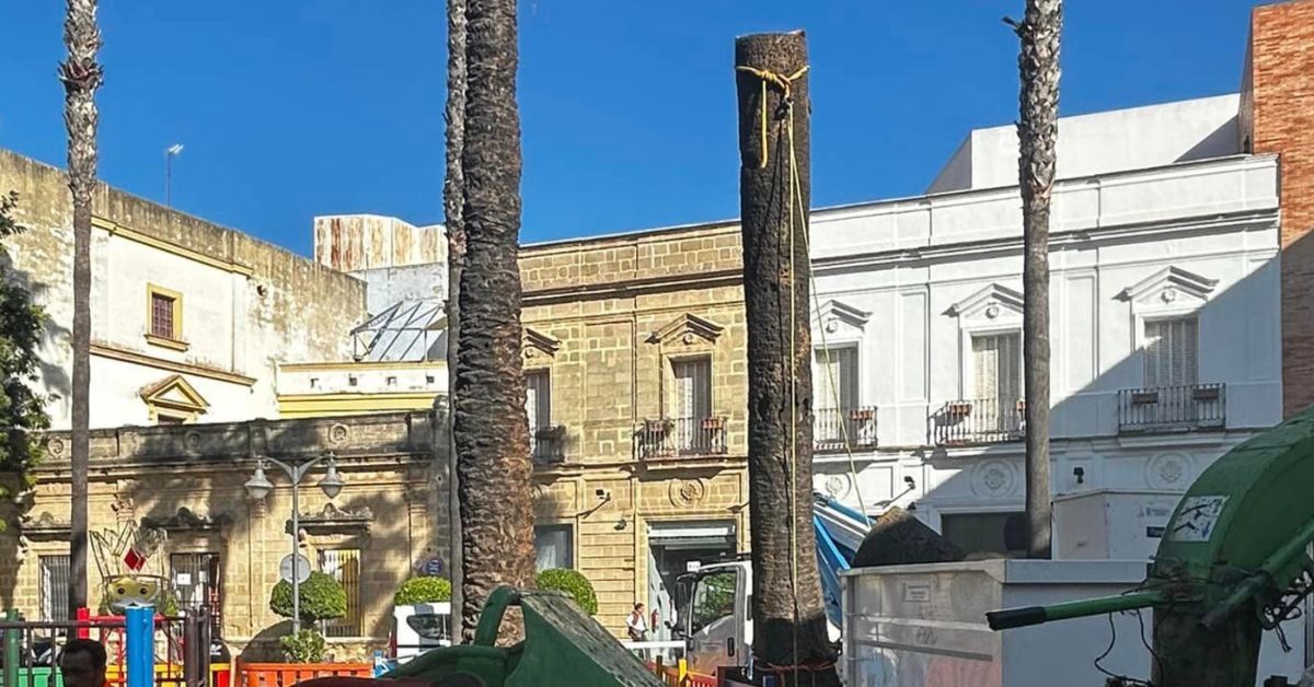 Actuación llevada a cabo sobre árboles de la plaza del Progeso de Jerez.