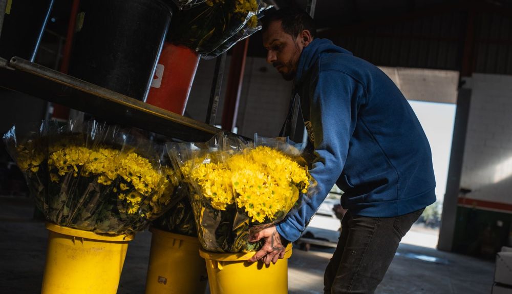 FLORES DE LEBRIJA 13