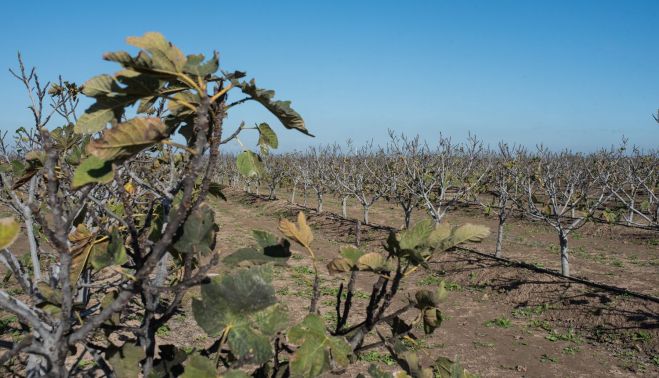 LAGRIMAS DE NEBRIJA LEBRIJA 9