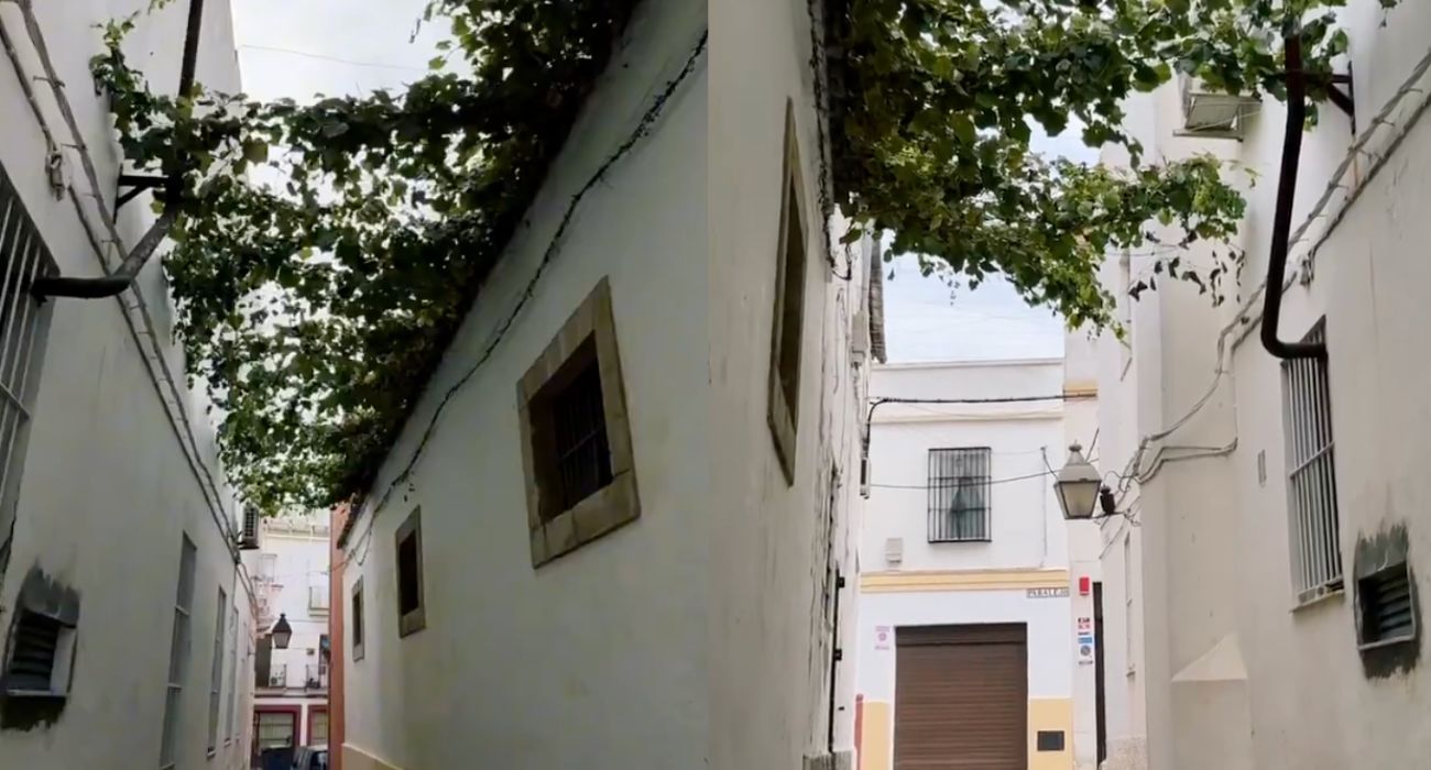 El 'cambio de look' de una calle de Jerez gracias a las parras.