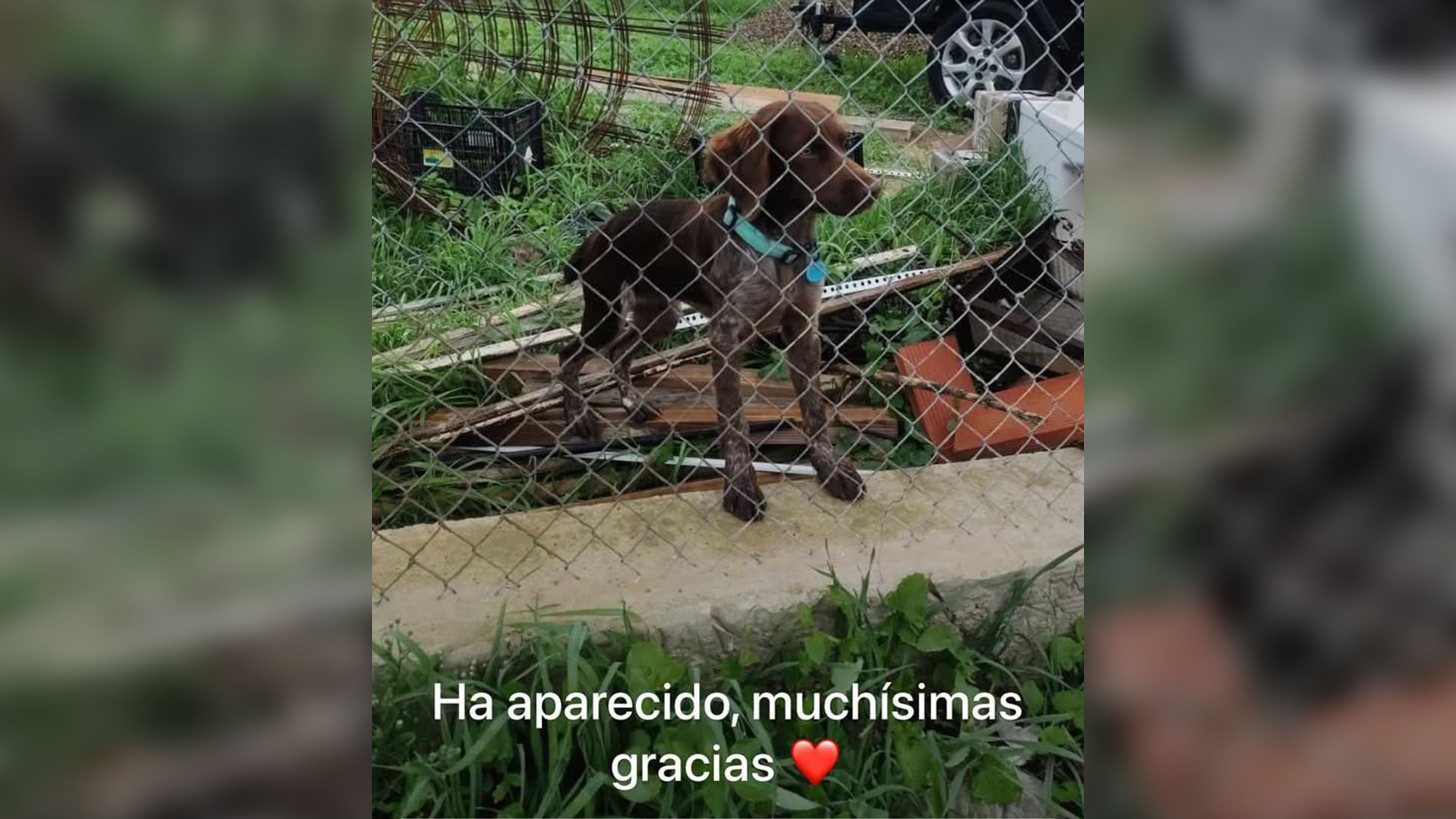 La perra Zoe aparece en Caulina, cerca de Guadalcacín.