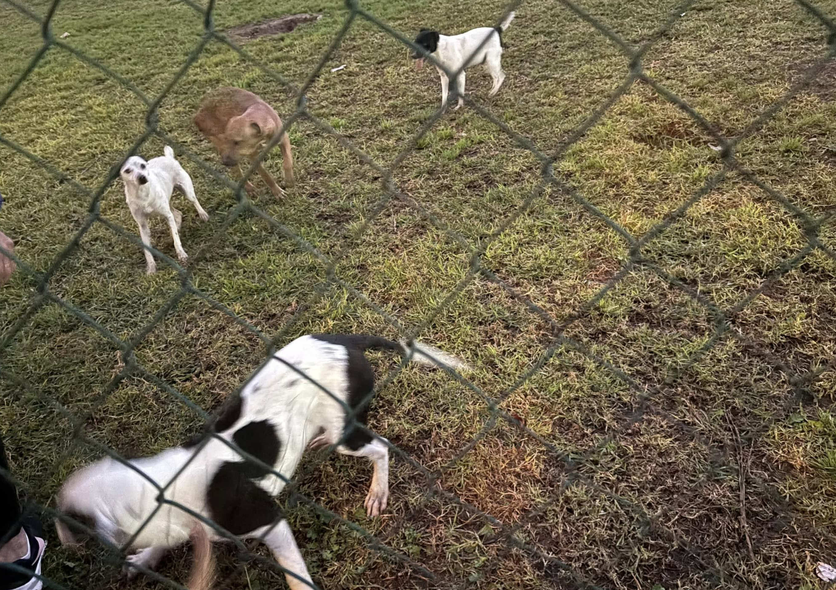 Cuatro de los cinco perros abandonados en un parque de Jerez.