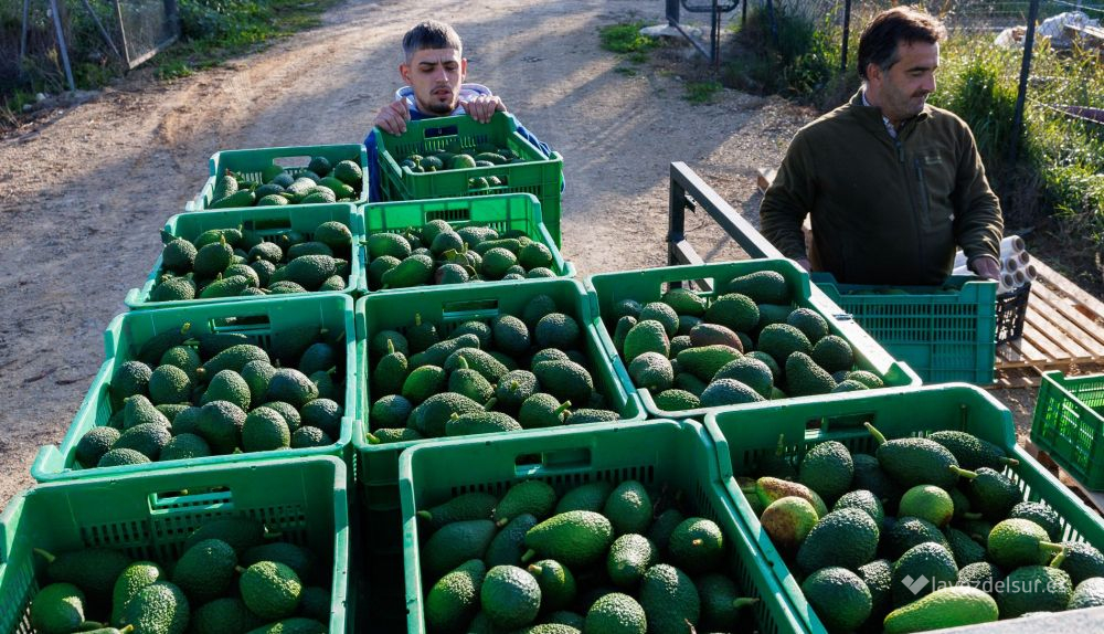 Aguacates de Torrecera para Europa