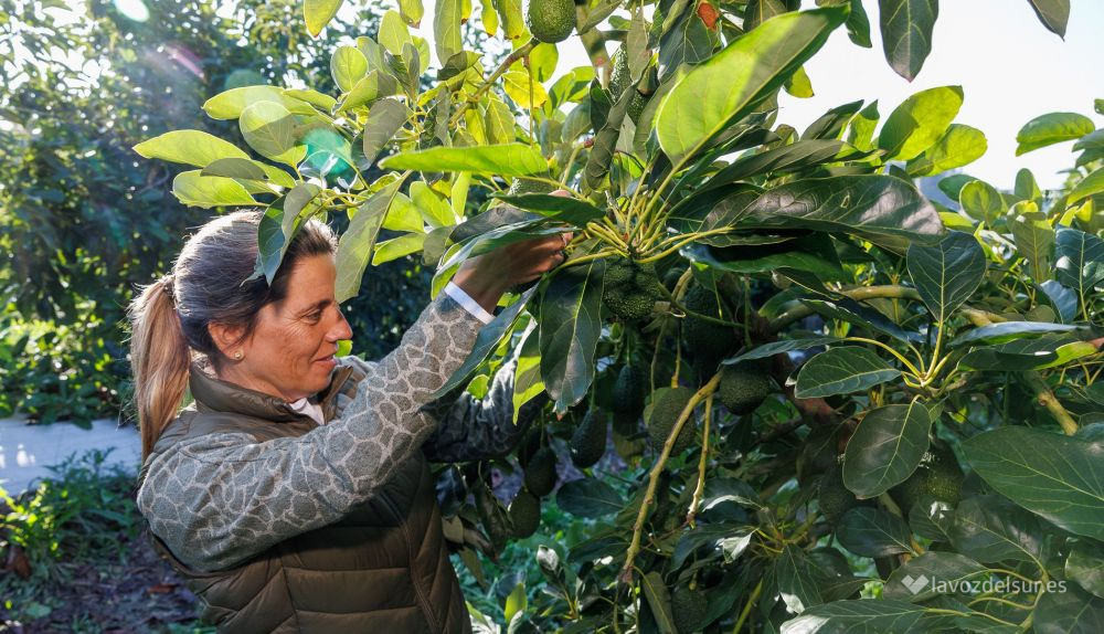 Aguacates de Torrecera para Europa