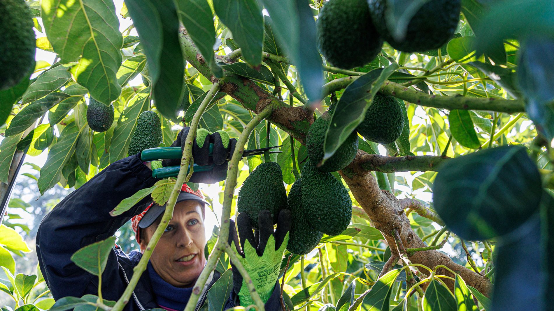 Cati, una de las jornaleras, recogiendo aguacates en la explotación de Torrecera.