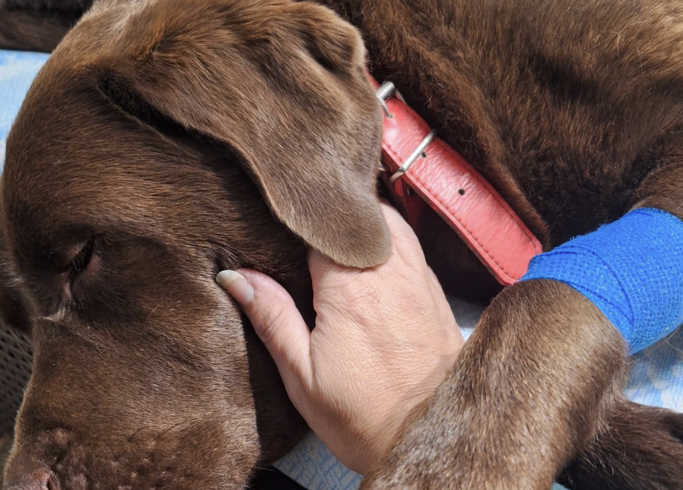 Atila, el perro envenenado en El Puerto de Santa María.