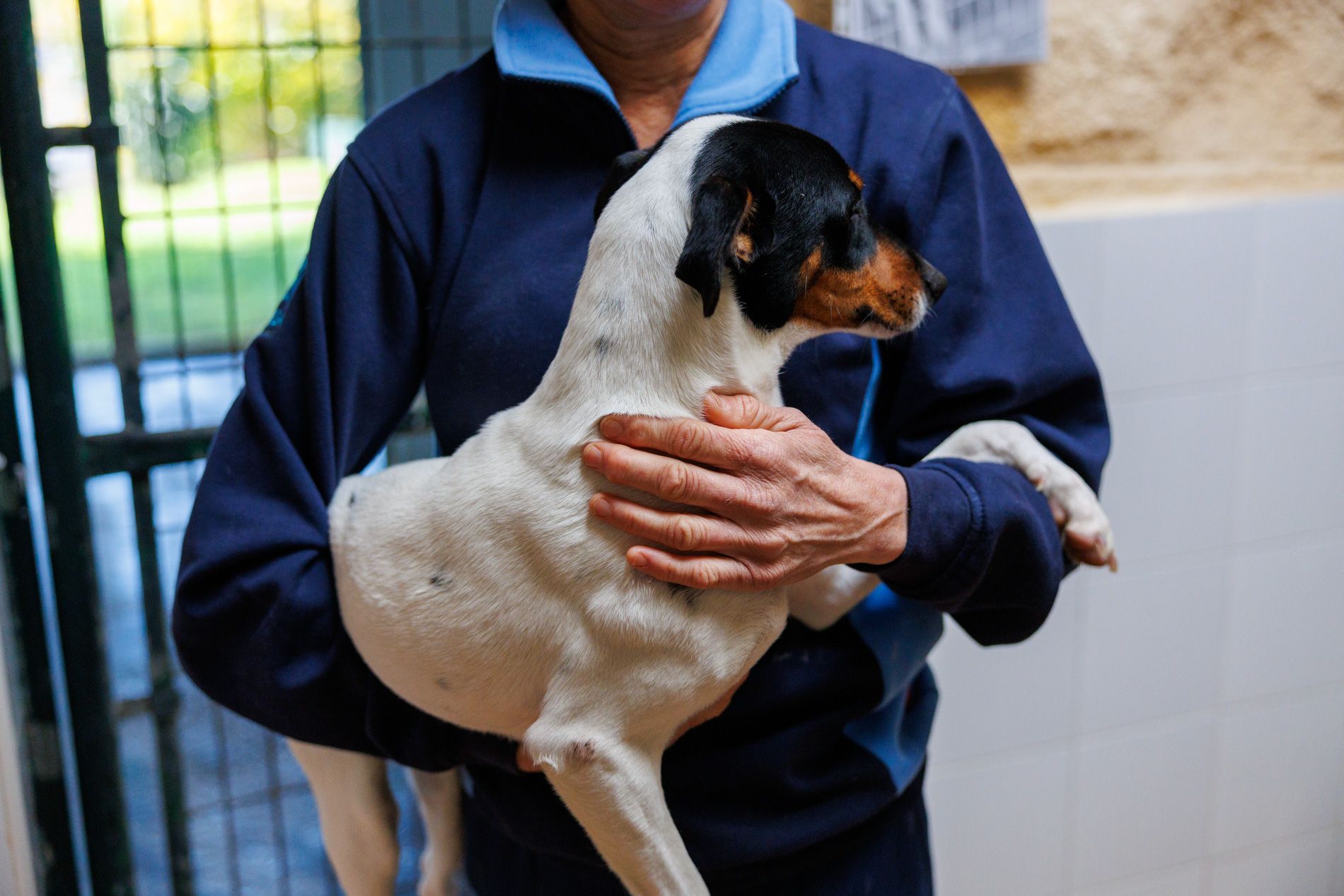 Uno de los perros que se encuentran en el centro de protección animal de Jerez.