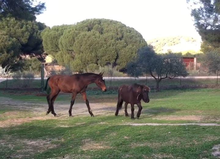 Caballos en el Santuario Rancho Edén, en Arcos de la Frontera.