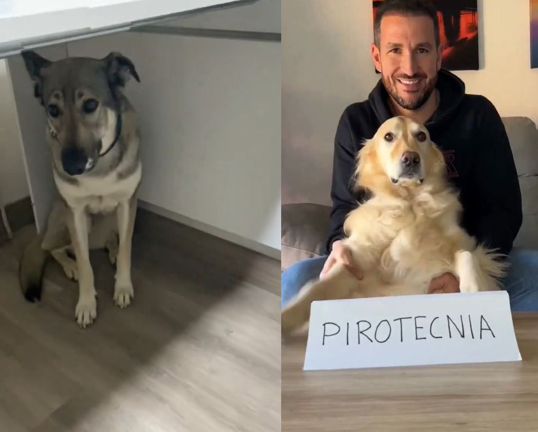 A la izquierda, un perro escondido por los petardos; a la derecha, una campaña de Pacma.