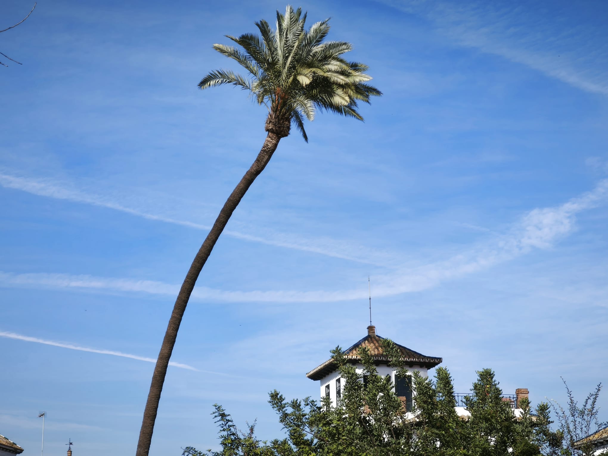 Una palmera en una ciudad. 