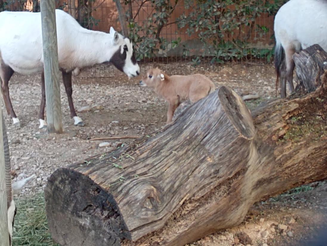 Cría de Oryx de Arabia en el Zoo de Jerez.