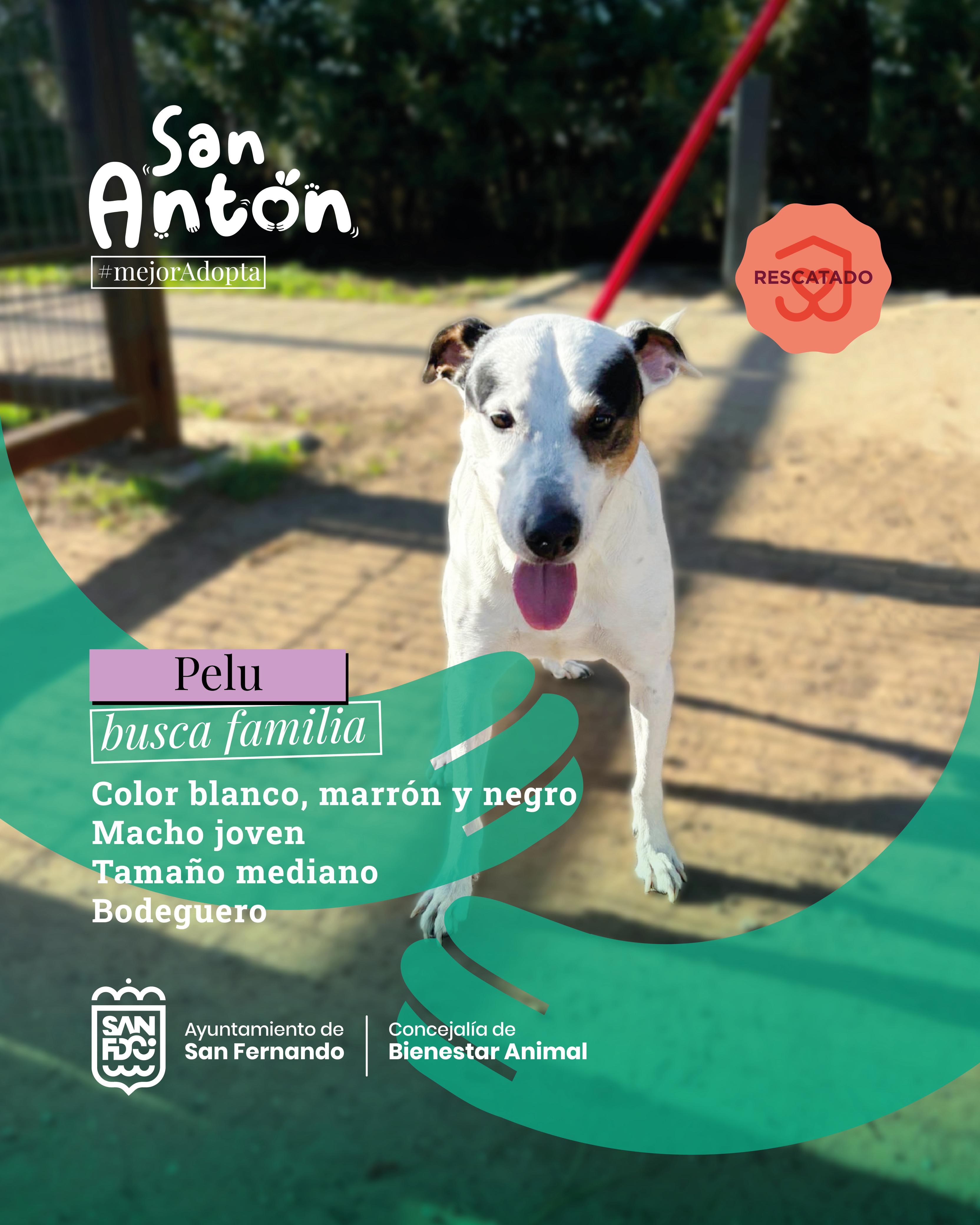 Campaña 'Mejor adopta'.