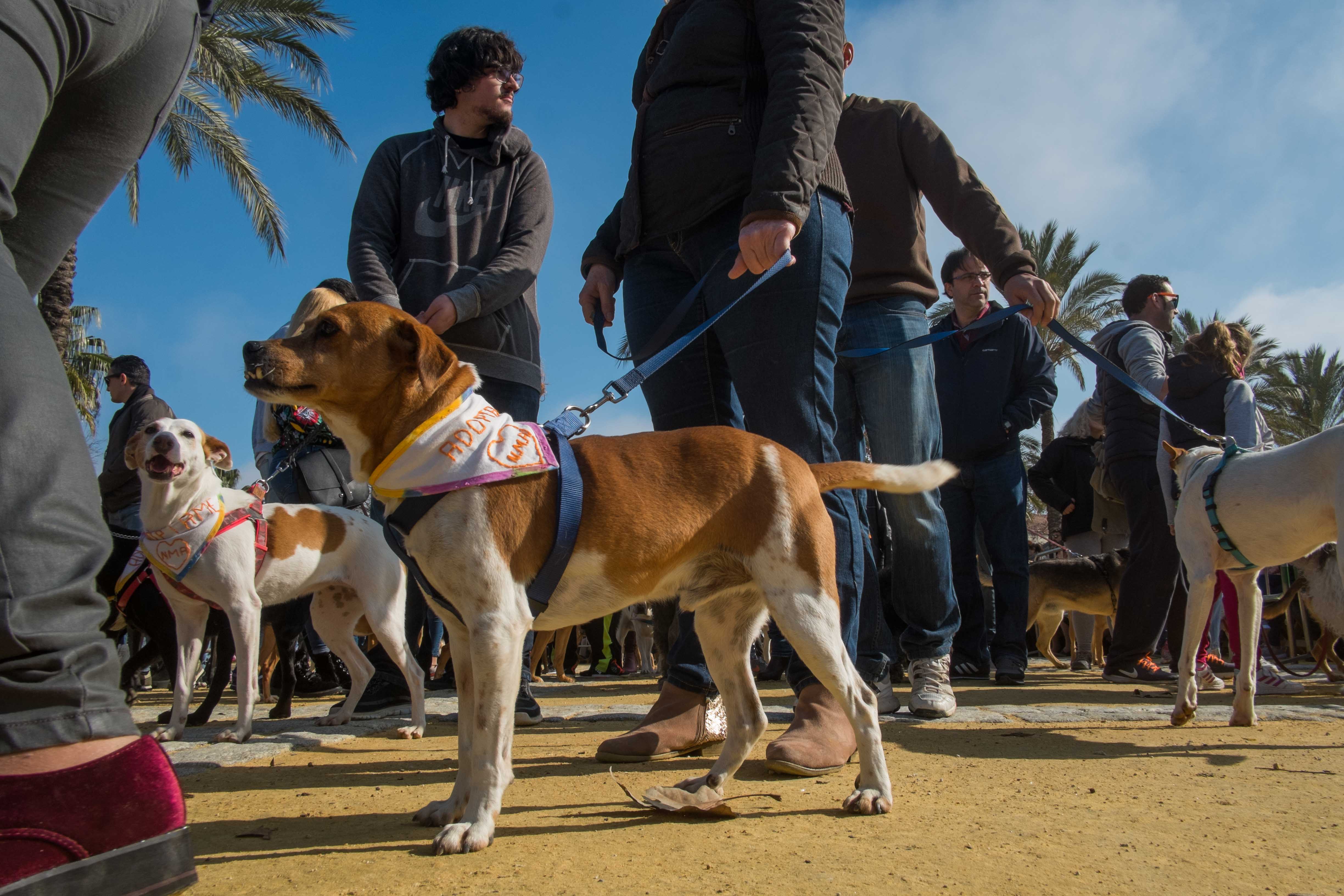 Un perro en una pasada edición de San Antón, en Jerez. 