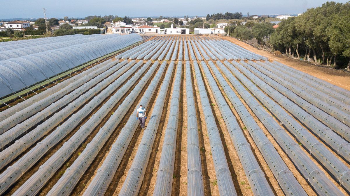 Pedro Gil, joven agricultor de fresas en Conil.